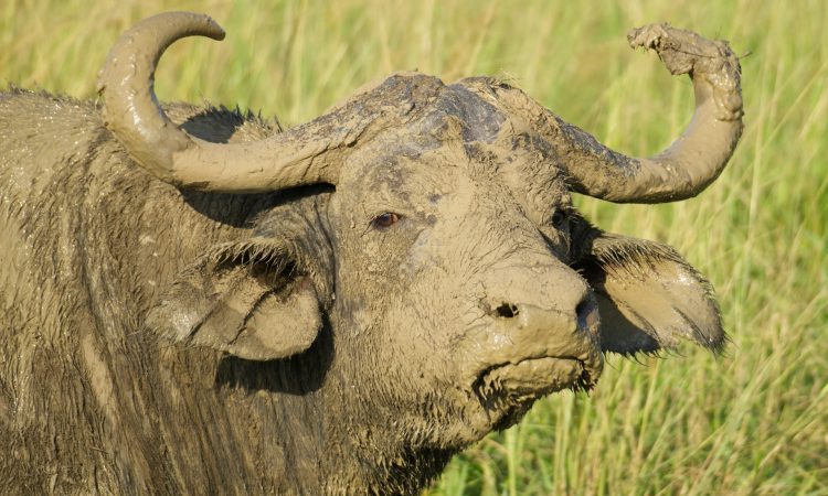 10-Day Uganda Safari: Big Five, Gorilla Trekking & Adventure