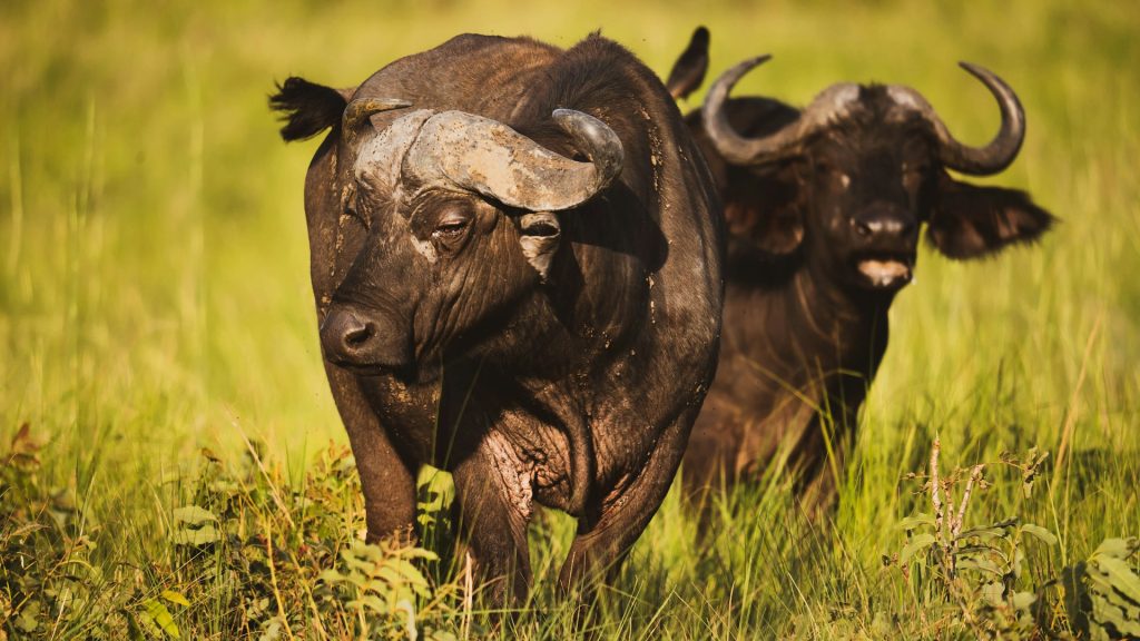 12-Day Uganda Adventure Safari: Wildlife, Gorillas & Cultural Tours