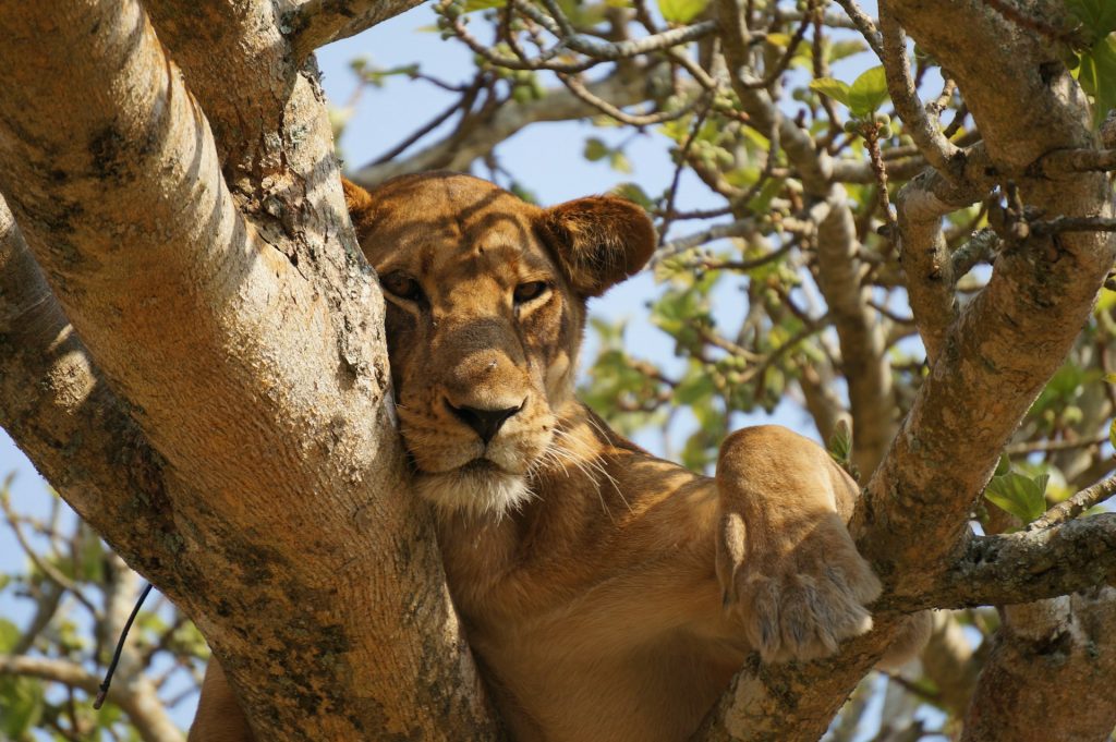 5-Day Uganda Safari: Gorilla Trekking & Wildlife in Bwindi & Queen Elizabeth