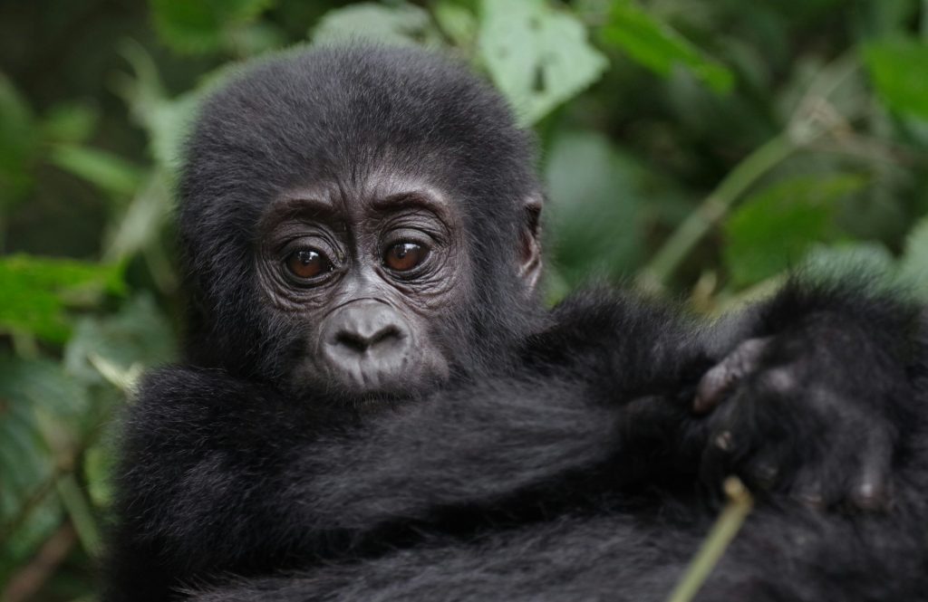 7-Day Uganda Gorilla Circuit Safari: Trekking & Wildlife Tour