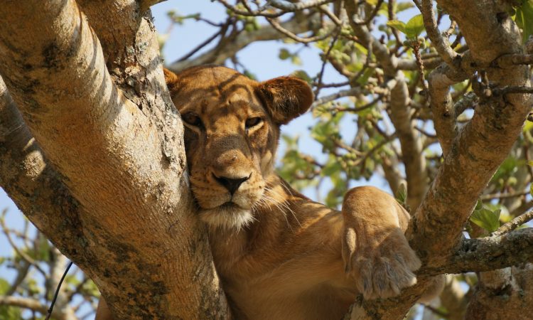5-Day Uganda Safari: Gorilla Trekking & Wildlife in Bwindi & Queen Elizabeth