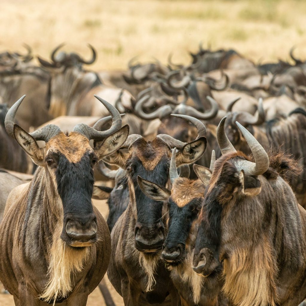 15-Day Gorilla Trekking & Wildebeest Migration Safari Tour