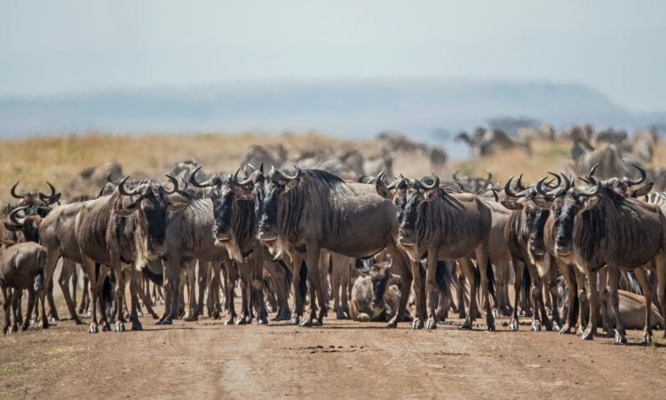 15-Day Gorilla Trekking & Wildebeest Migration Safari Tour