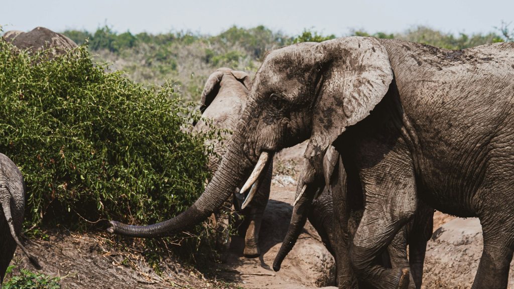 18-Day Uganda Safari Adventure: Wildlife, Gorillas & Culture
