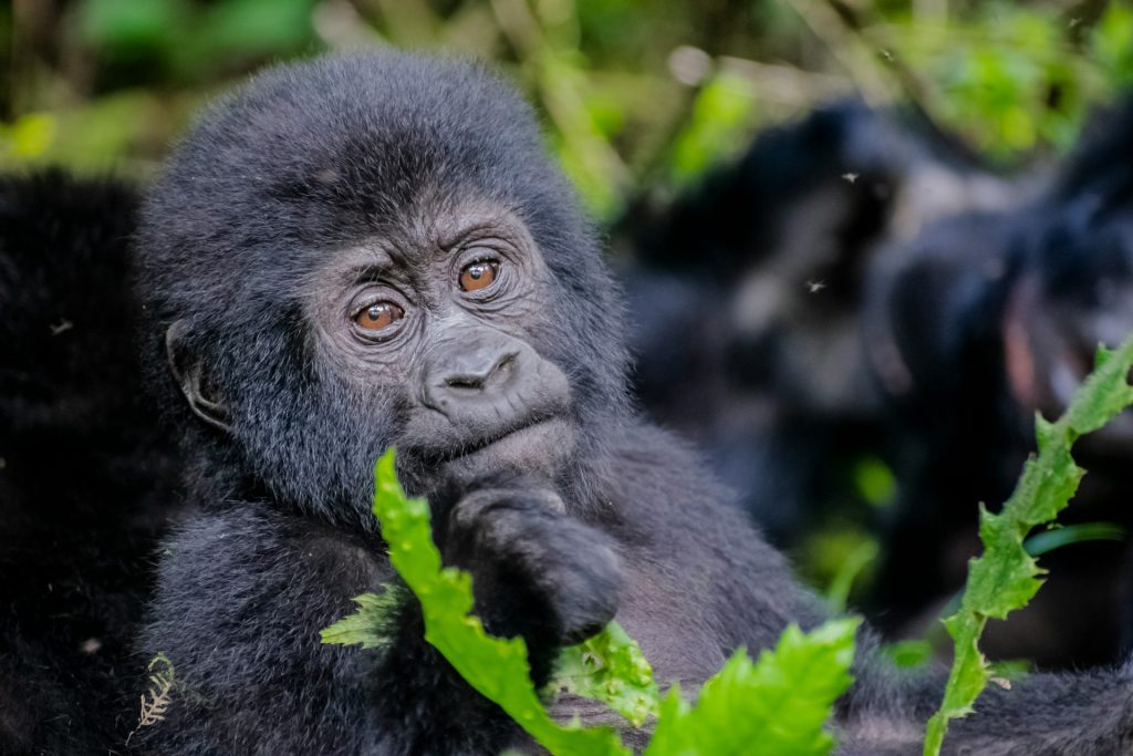 5-Day Uganda Safari: Gorilla Trekking & Wildlife in Bwindi & Queen Elizabeth