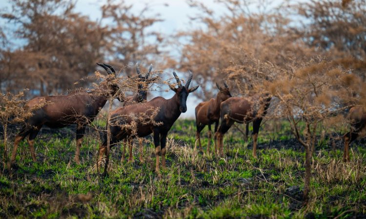 18-Day Uganda Safari Adventure: Wildlife, Gorillas & Culture