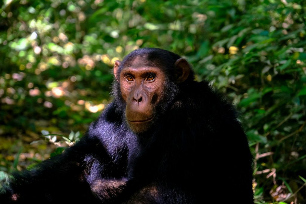 5-Day Uganda Primates Tour: Gorillas, Chimpanzees & Wildlife