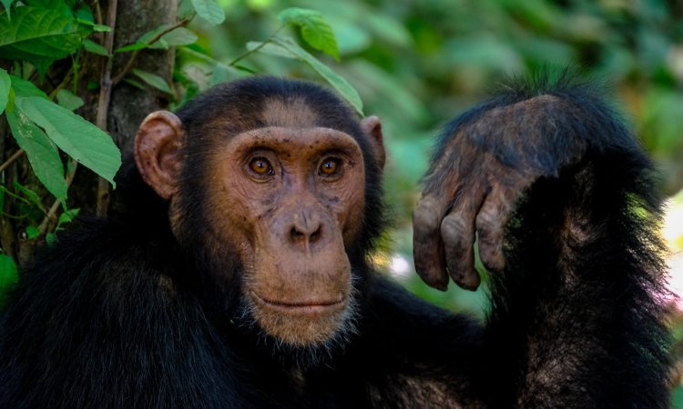 5-Day Uganda Primates Tour: Gorillas, Chimpanzees & Wildlife