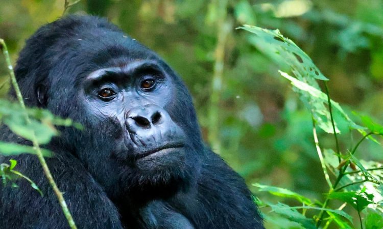 Gorilla Trekking in Buhoma Sector – Bwindi’s Iconic Gorilla Experience