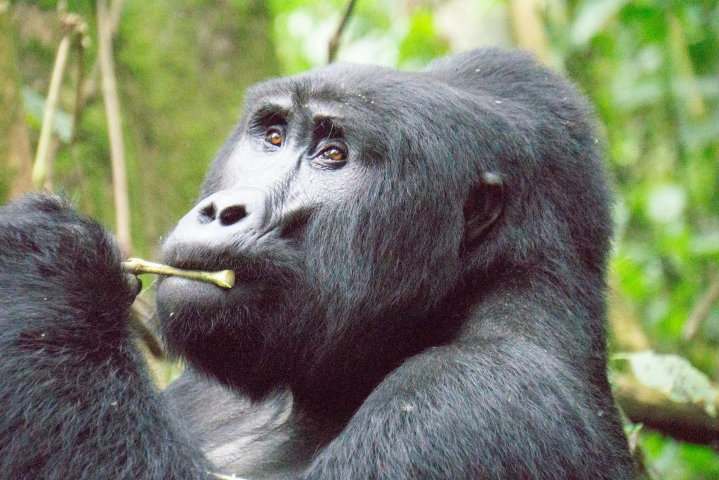 7-Day Uganda & Kenya Safari: Bwindi Gorillas & Masai Mara