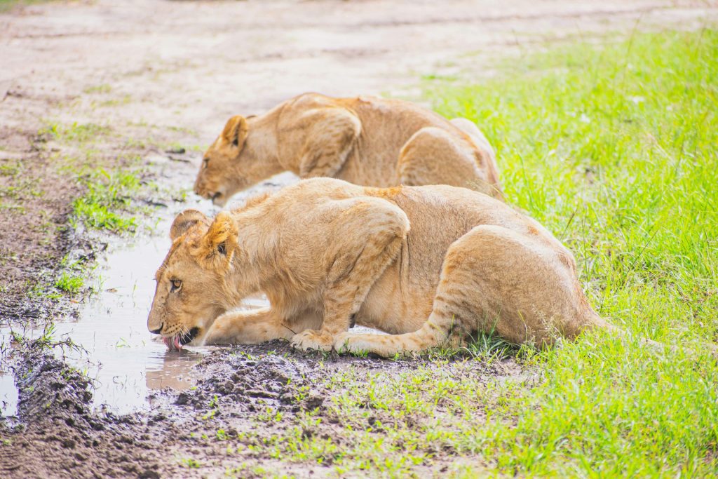 7-Day Uganda & Kenya Safari: Bwindi Gorillas & Masai Mara
