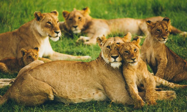 7-Day Uganda & Kenya Safari: Bwindi Gorillas & Masai Mara
