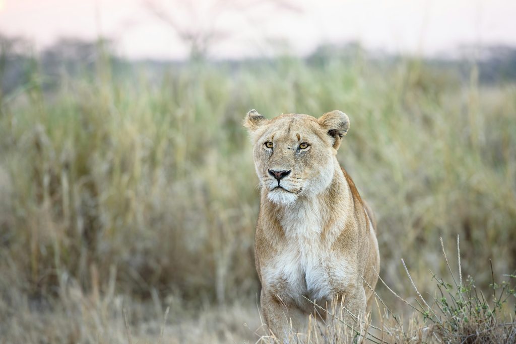 7-Day Rwanda Primates Safari: Gorillas, Chimps & Wildlife