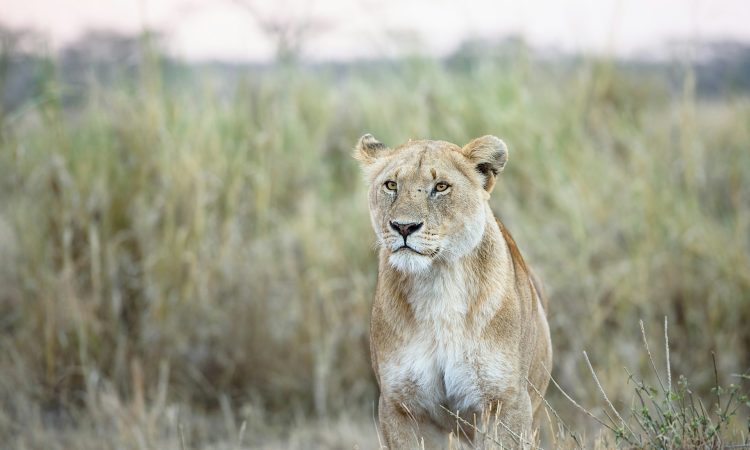 7-Day Rwanda Primates Safari: Gorillas, Chimps & Wildlife