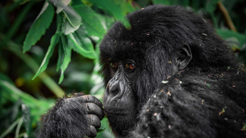 3 Days Congo Gorilla Tour