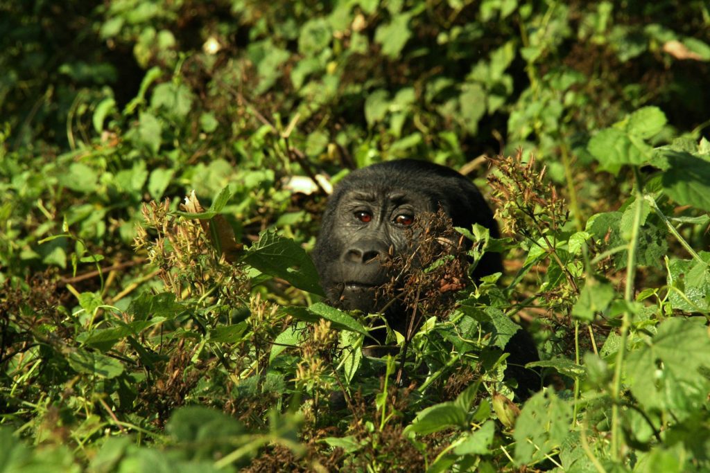 15-Day Gorilla Trekking & Wildebeest Migration Safari Tour