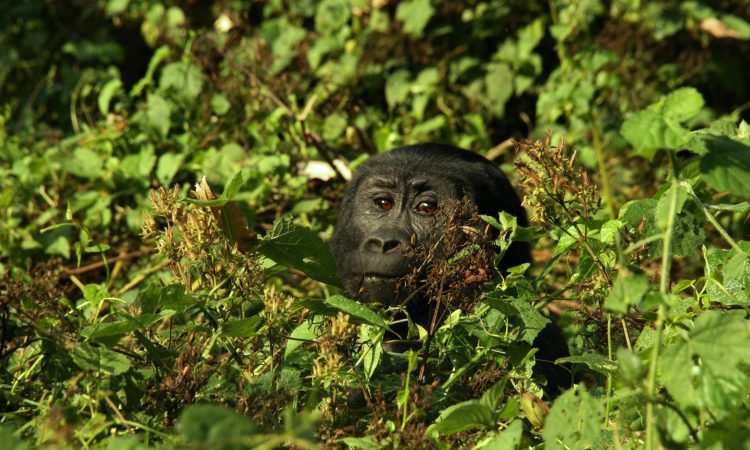 Wildlife in Bwindi: Discover the Animals of Bwindi Forest