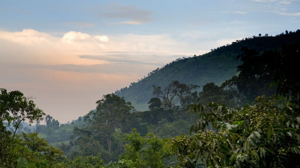 3-Day Fly-in Gorilla Tour in Bwindi: Uganda’s Luxury Trek