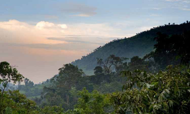 Ecosystem of Bwindi: Biodiversity, Climate, and Wildlife Habitat