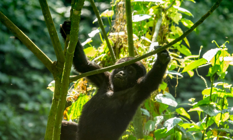 Average Annual Gorilla Births in Bwindi Impenetrable Forest
