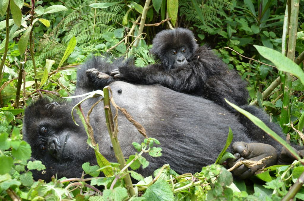 Average Number of Gorilla Births