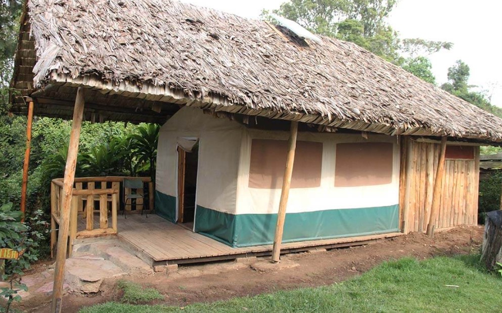 Broadbill Forest Camp – Mid-Range Wilderness Stay in Bwindi’s Ruhija Sector