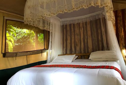 Broadbill Forest Camp – Mid-Range Wilderness Stay in Bwindi’s Ruhija Sector