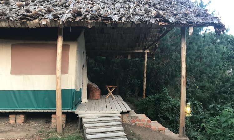 Broadbill Forest Camp – Mid-Range Wilderness Stay in Bwindi’s Ruhija Sector