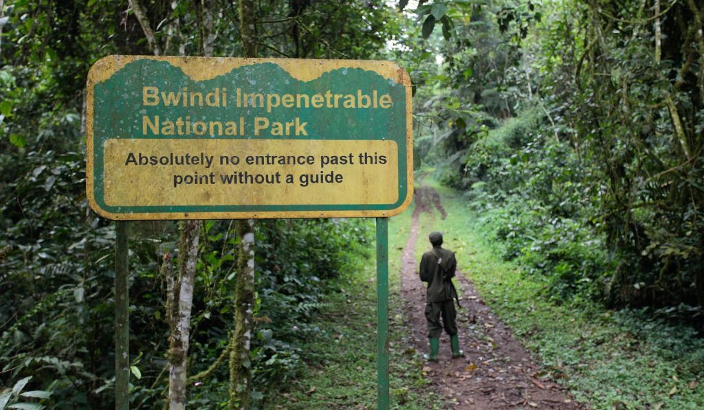 Deaths in Bwindi