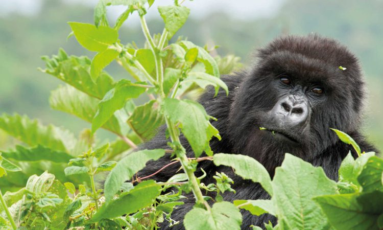 Bikingi Gorilla Family – Discover Bwindi’s Rushaga Sector Gems