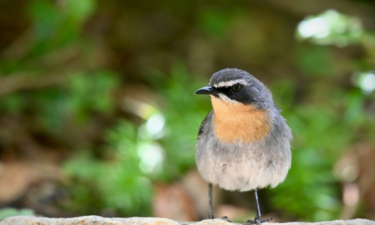 Birding in Bwindi - Explore Uganda's Top Avian Diversity Spot