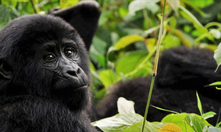 Bitukura Gorilla Family – Trekking Adventure in Bwindi’s Ruhija Sector
