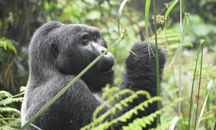 Buhoma Gorilla Families – Meet the Iconic Groups of Bwindi Forest