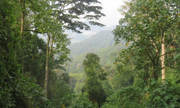 Trekking Gorillas in Bwindi National Park During the Dry Season