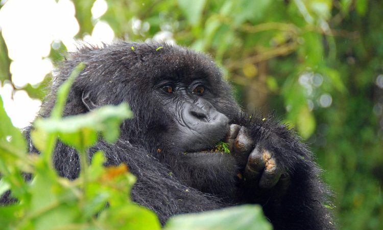 Busingye Gorilla Group – Unique Encounters in Bwindi's Rushaga Sector