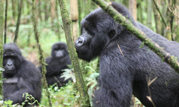 Christmas Gorilla Group – Meet Bwindi’s Unique Gorilla Family