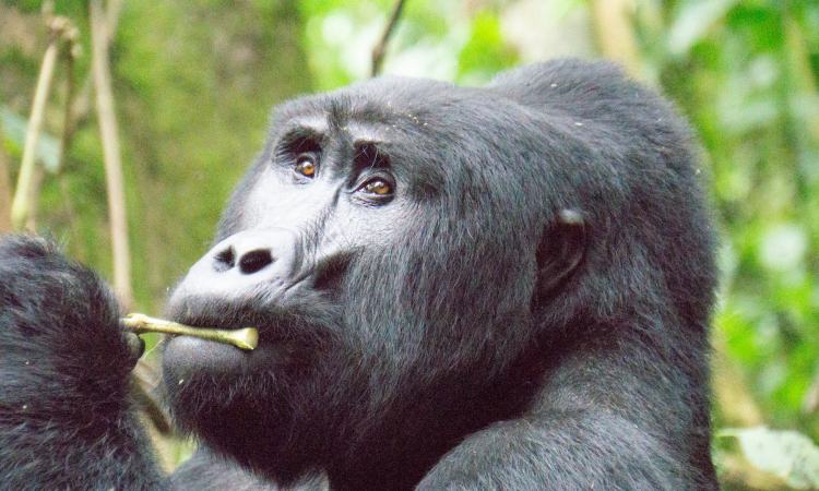 Discover the Bushaho Gorilla Group in Bwindi's Nkuringo Sector