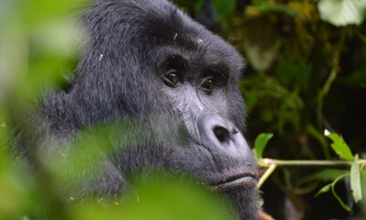 Discover the Katwe Gorilla Group – Bwindi’s Northern Trekking Adventure