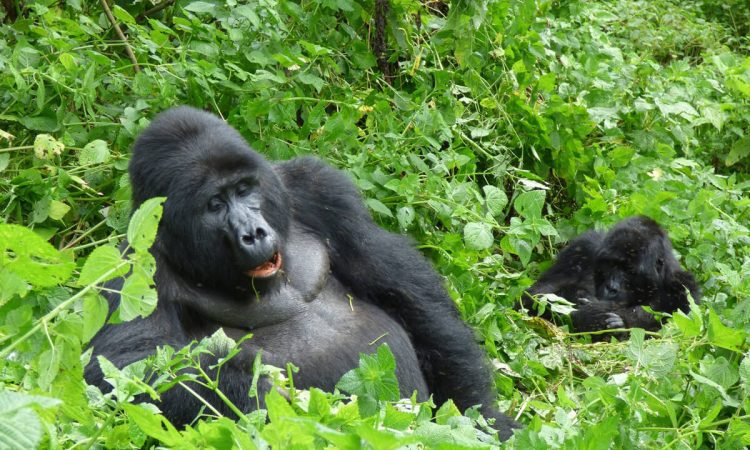 Discover the Muyambi Gorilla Group in Bwindi's Buhoma Sector