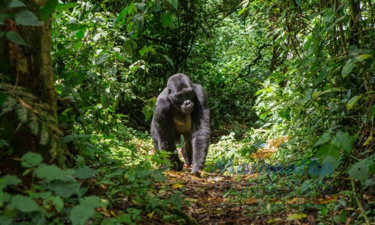 Where to Buy Gorilla Trekking Permits - A Comprehensive Guide