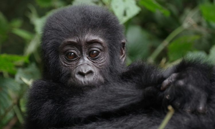 Eligibility Requirements for Gorilla Trekking in Uganda's Bwindi Forest