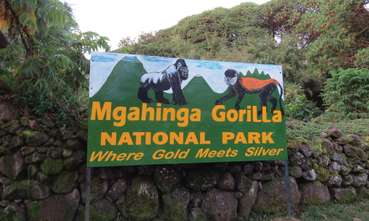 Explore Mgahinga National Park – Uganda’s Gorilla and Golden Monkey Haven