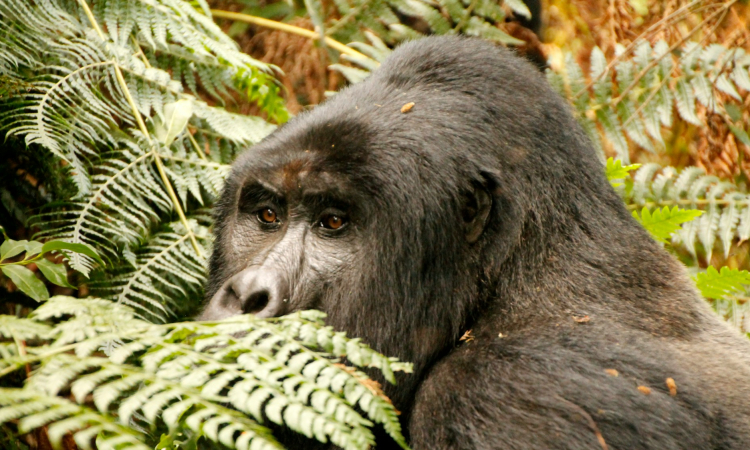 How Mountain Gorillas Adapt to Their Environment - Survival Traits