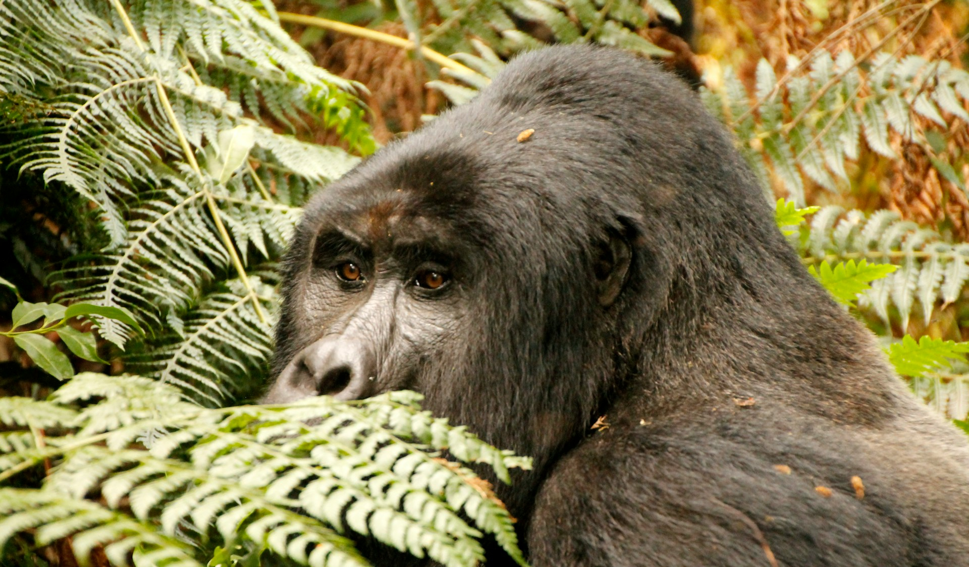 mountain-gorilla-adaptations-environment-survival-traits