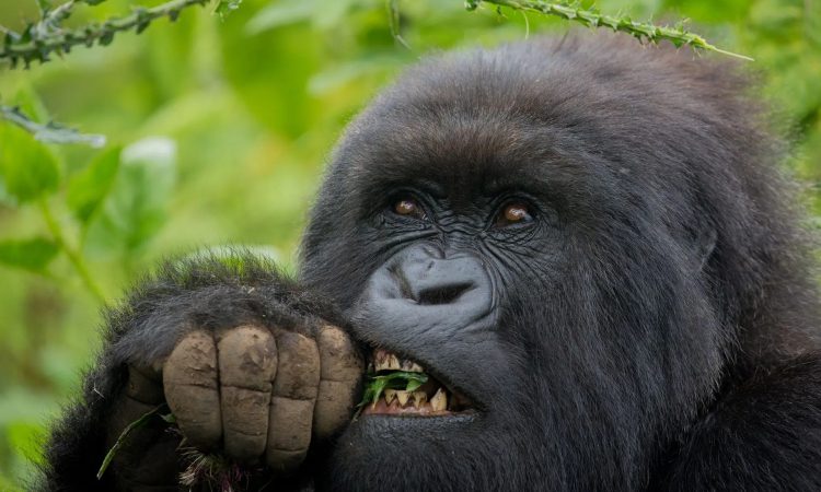 Kyagurilo Gorilla Family – Unique Research Group in Bwindi Forest