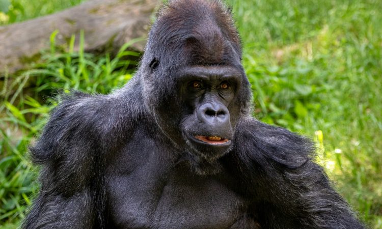 Largest Gorilla Species - Facts About the Eastern Lowland Gorilla