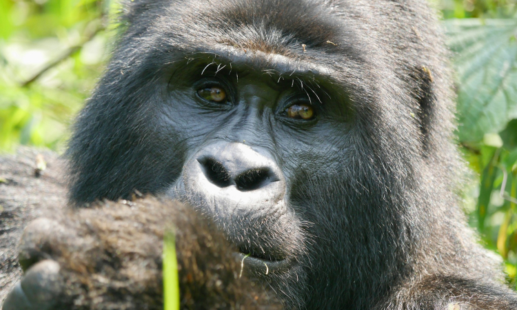 Meet the Binyido Gorilla Group in Bwindi's Buhoma Sector