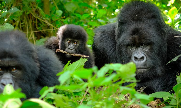 Meet the Bweza Gorilla Group – Bwindi’s Rushaga Sector Highlight