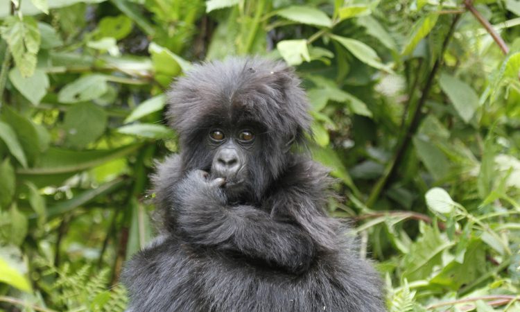 Meet the Habinyanja Gorilla Group – Iconic Trekking in Bwindi Forest