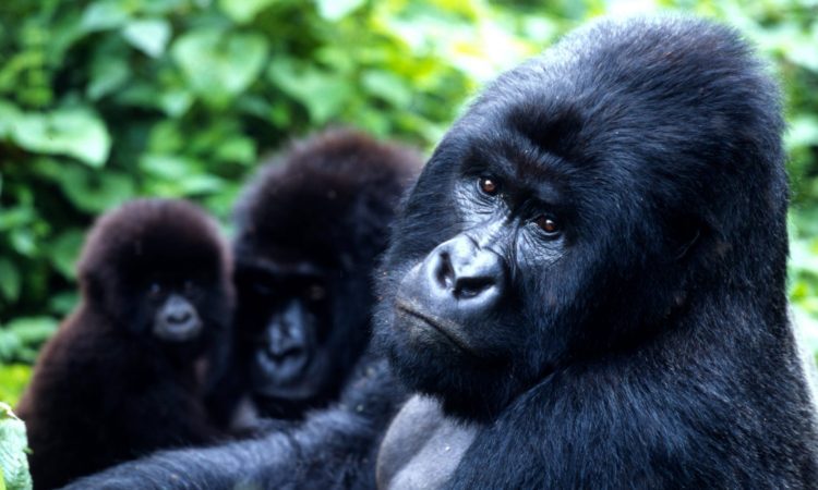 Meet the Kutu Gorilla Group in Bwindi's Rushaga Sector